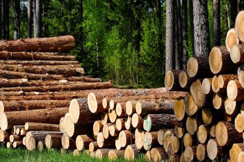 Украина понесла колоссальные убытки из-за незаконной вырубки леса: ГЭИ озвучила сумму