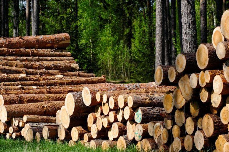 Black loggers destroyed trees worth 3 million UAH in the Rivne region