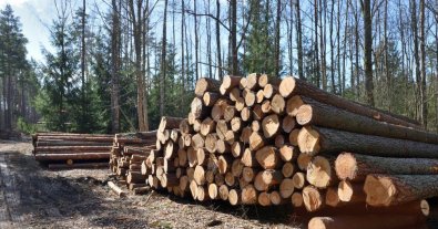 Фото – На Закарпатті судитимуть лісівника через незаконні рубки на 1,6 млн грн