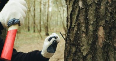 Фото – Екоактивісти запобігли незаконній вирубці дерев у Львові