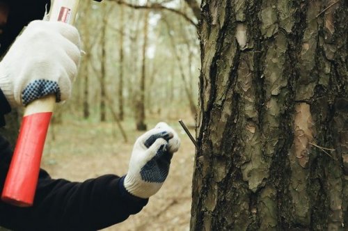 Экоактивисты предотвратили незаконную вырубку деревьев во Львове