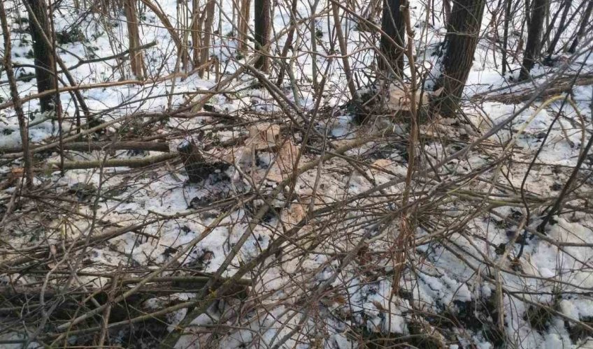 На Тернопольщине 10 работников лесхоза оштрафовали на 2400 грн за халатность