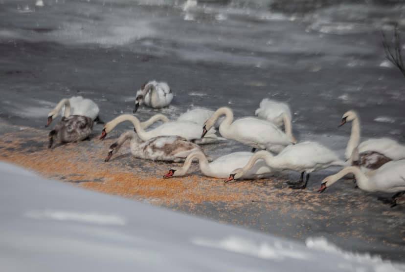 Волонтери зібрали тисячі гривень на порятунок 400 лебедів у Чернівцях