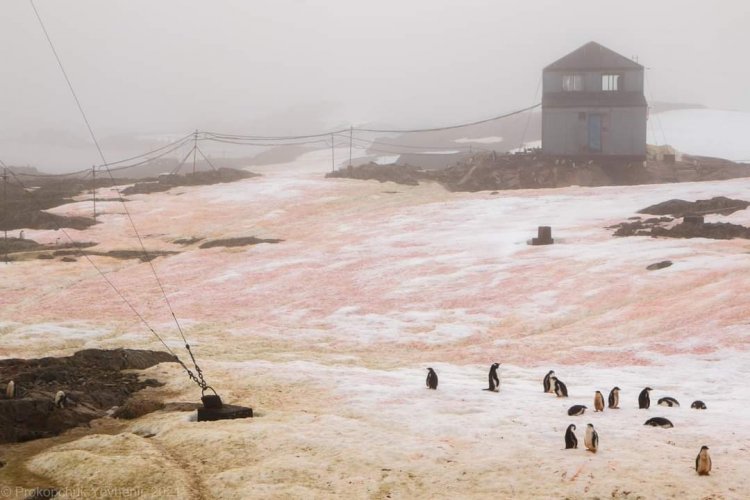 Біля української антарктичної станції сніг став рожевого кольору