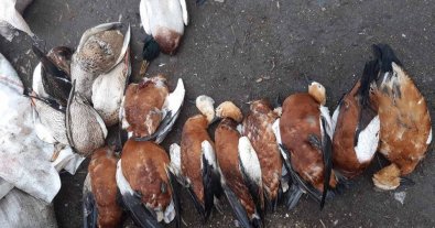 Фото – В "Асканії-Нова" знову масово загинули птахи: триває розслідування
