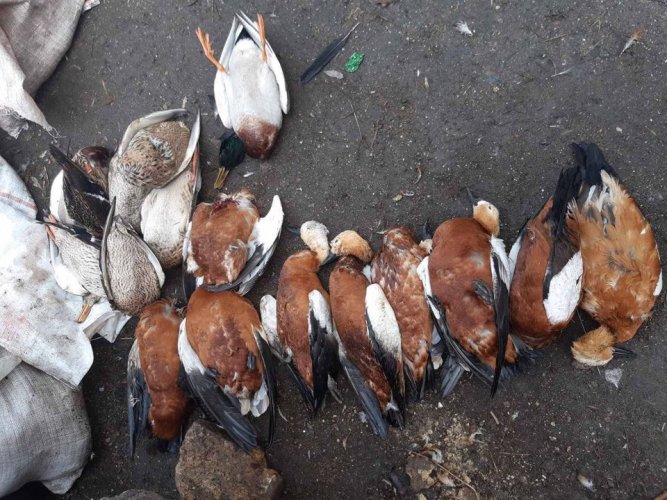 В "Аскании-Нова" снова массово погибли птицы: продолжается расследование