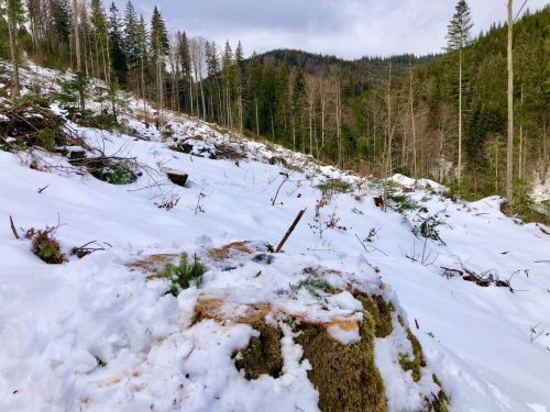 На Буковине лесхоз незаконно срубил деревьев на 3,6 млн грн