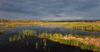 Фото – Міндовкілля призначило додаткові ОВС двом проєктам із видобутку торфу на Поліссі