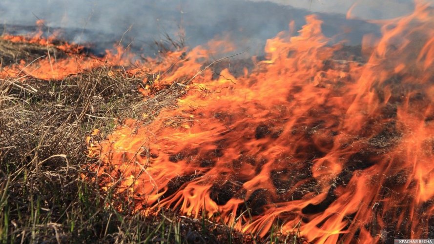 Верховная Рада ужесточила наказание за поджог травы и леса