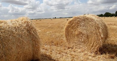 Фото – Не газом единым: в Дании успешно используют солому как альтернативный источник энергии