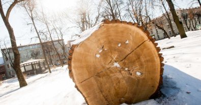 Фото – В Україні можуть удесятеро збільшити штрафи за вирубування дерев у містах