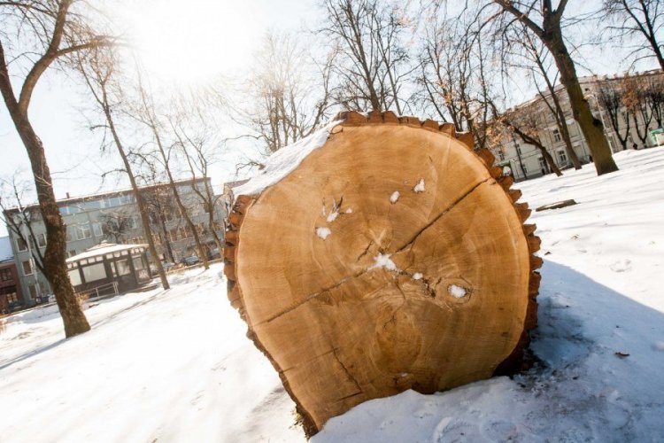 В Украине могут в 10 раз увеличить штрафы за вырубку деревьев в городах
