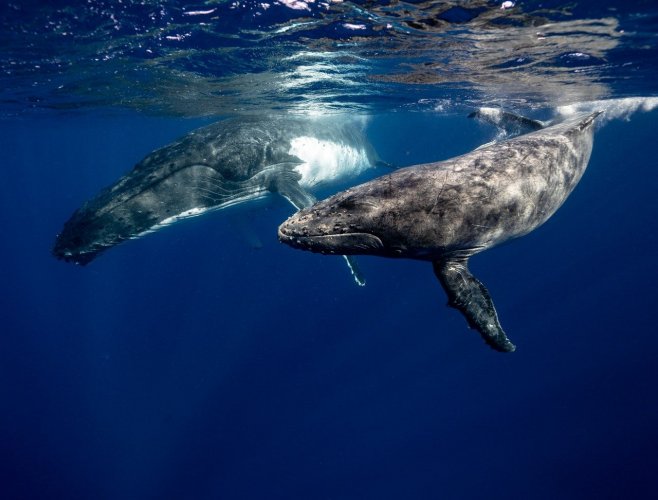 19 февраля – Всемирный день защиты морских млекопитающих: как присоединиться
