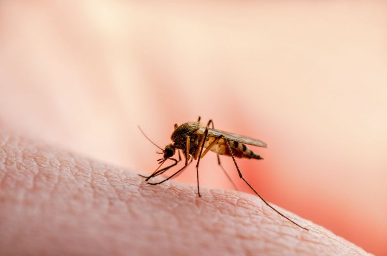 Из-за глобального потепления украинцам грозит малярия и другие инфекции