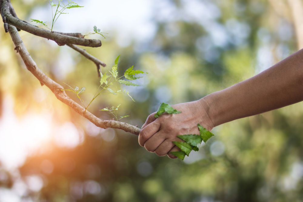 Photo – Today is World Environment Day: history, interesting facts and how to get involved