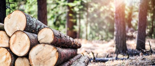 Illegal felling of trees: Director of the National Park in Volyn is served with a notice of suspicion