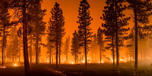 На Закарпатті люди спричинили пожежу, яка знищила ліс на горі Савчин. Відео