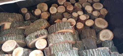 "Ловили всім селом": на Дніпропетровщині незаконно зрубали дерева на дрова "під продаж"