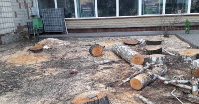 Фото – У Броварах екоактивісти скаржаться на нещадне знищення дерев