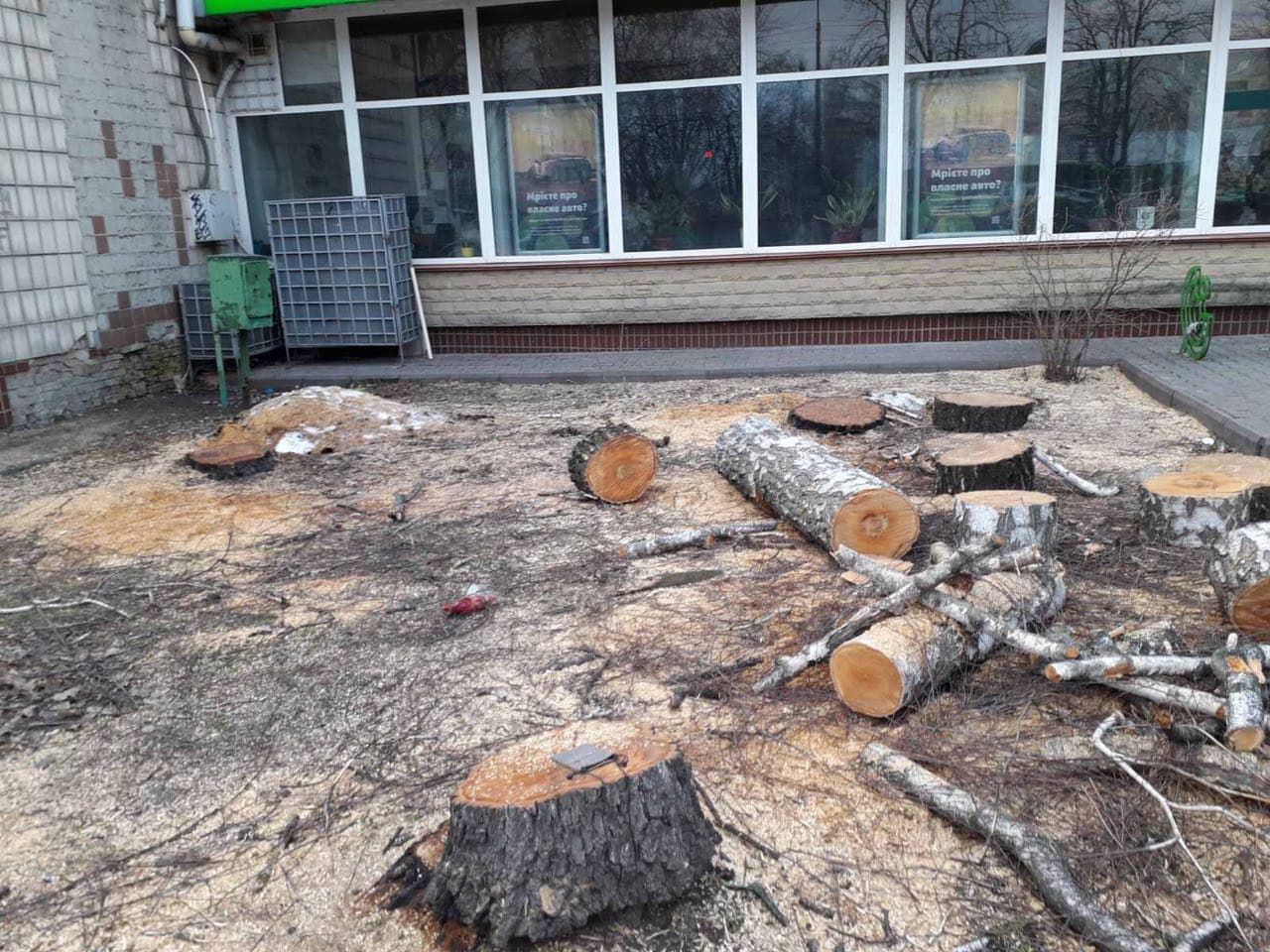 Фото – В Броварах экоактивисты жалуются на беспощадное уничтожение деревьев