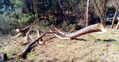 Фото – У Криму масово вирубали сосни під приватне будівництво. Фото