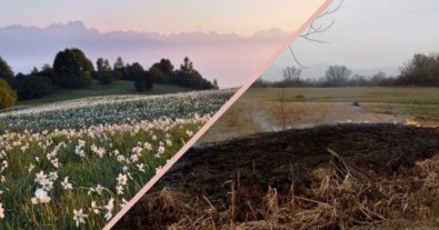 Фото – Долина нарцисів знову у вогні: на Закарпатті загорівся природний заповідник