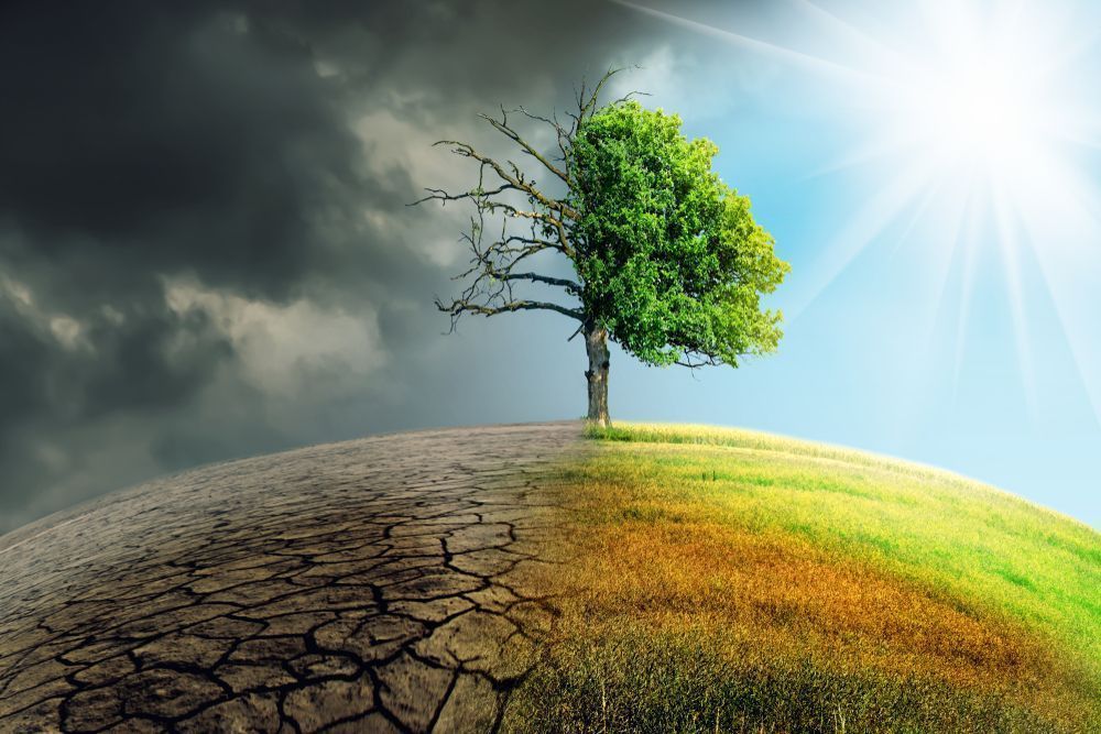 Україні загрожує критичне зниження врожайності через зміну клімату — Світовий банк
