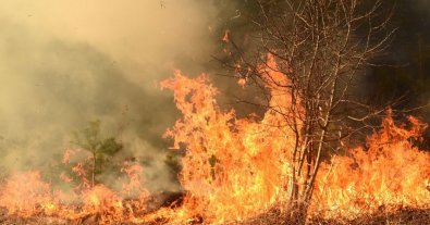Фото – В Україні почався сезон пожеж через спалювання сухої трави й очерету. Відео