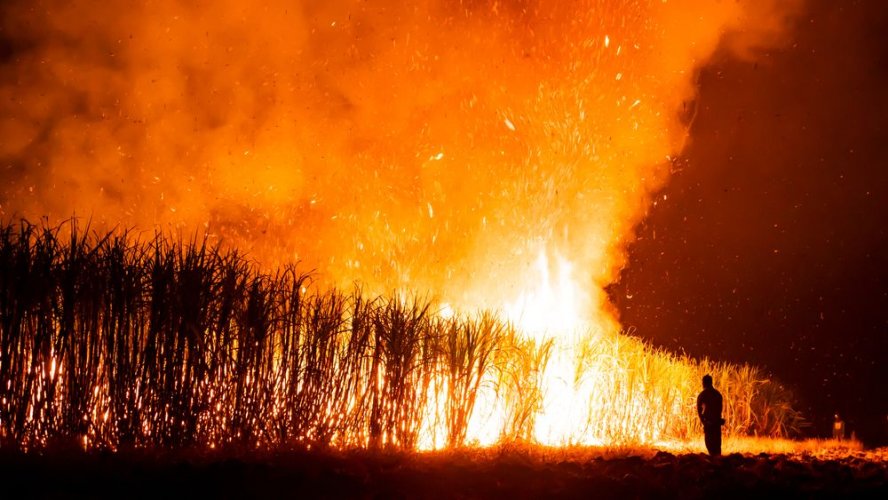 Вблизи Херсона горят Днепровские плавни. Видео