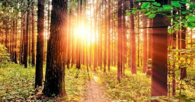 Photo – Foresters to create 87 hectares of new forest in Kirovohrad region