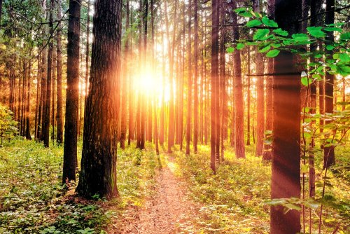 Europe will support Ukraine in restoring forests after the war