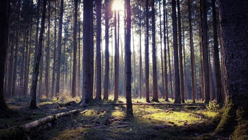 На Київщині суд вберіг від забудови заповідні ліси