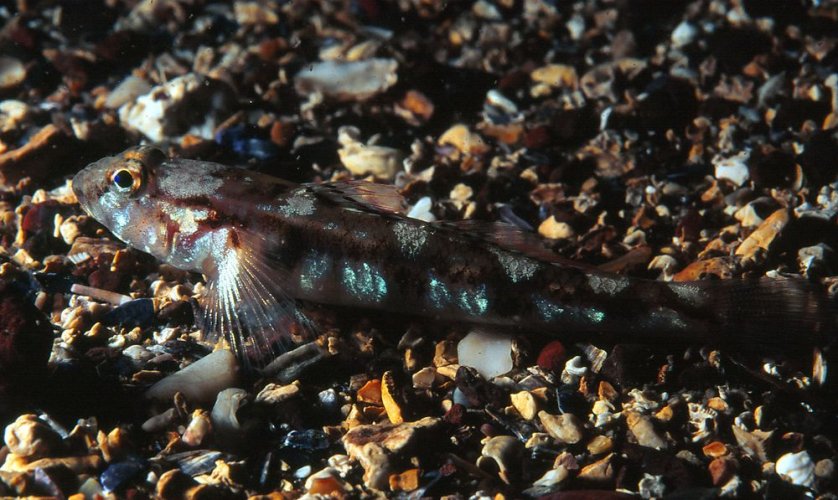 В Азовському морі загинуло близько пів мільйона риб. Фото та відео