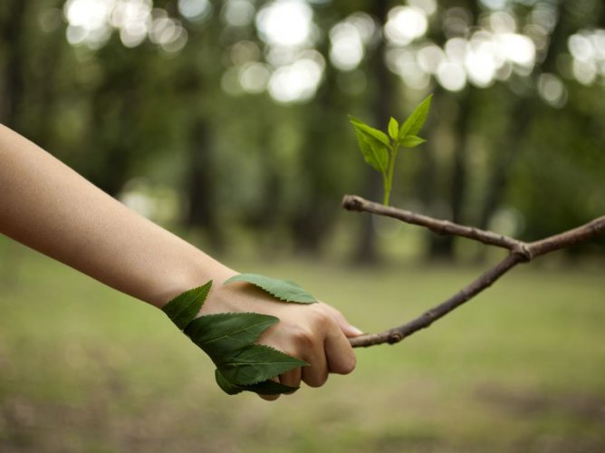 Прості поради, які допоможуть зберегти ліси
