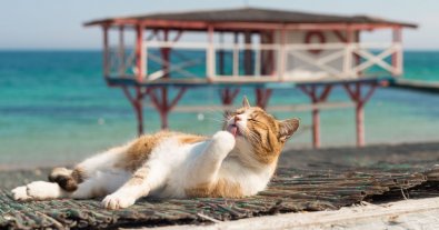 Photo – Animal rights activists launched free pet sterilization in 22 cities of Ukraine