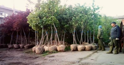 Фото – З бюджету Нікополя виділять майже мільйон гривень на молоді дерева та кущі