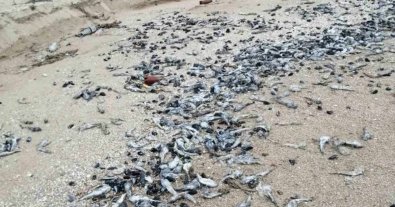 Фото – Массовый мор рыбы в Азовском море: полиция возбудила уголовное дело