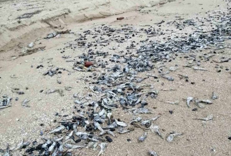 Масовий мор риби в Азовському морі: поліція порушила кримінальну справу