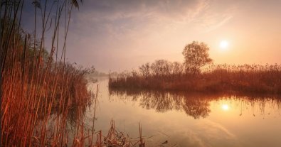 Фото – Екоактивісти зібралися разом, щоб урятувати Осокорки