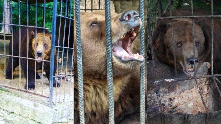 Бурого медведя, над которым потешались туристы, доставили в парк "Синевир". Видео