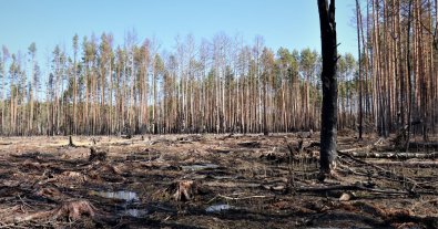 Фото – На Житомирщині знайшли незаконні вирубки дерев у лісгоспі