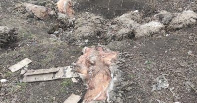 Фото – У Харкові знайшли звалище біологічних відходів поблизу дитячої лікарні. Фотофакт
