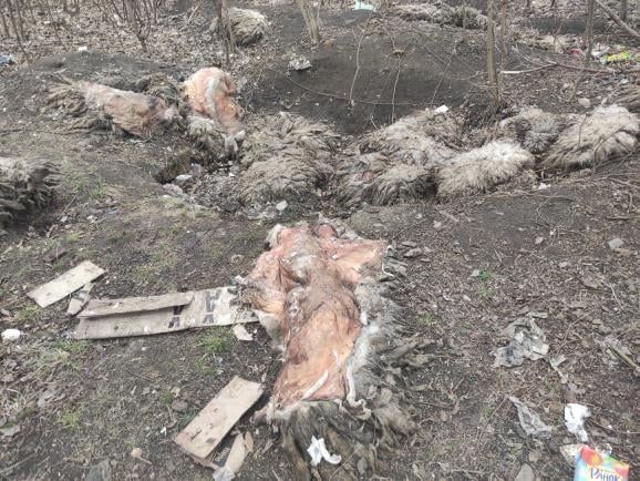 В Харькове нашли свалку биологических отходов вблизи детской больницы. Фотофакт