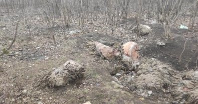 Фото – Історія зі звалищем біологічних відходів у Харкові отримала продовження