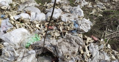 Фото – Біля Харкова знайшли два могильники з рештками домашніх тварин. Фото