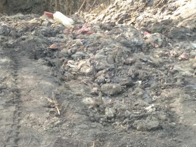 На Днепропетровщине в овраг сбросили 100 тонн кишок животных. Фото