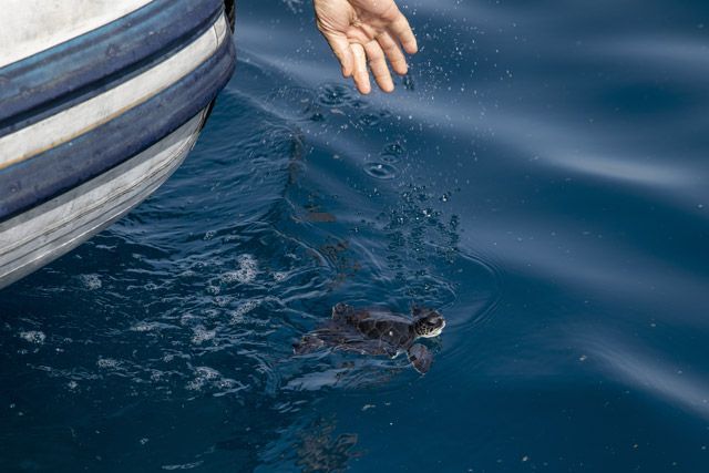 У Ізраїлі в море випустили черепах, які постраждали під час найстрашнішої екокатастрофи наших днів: фото