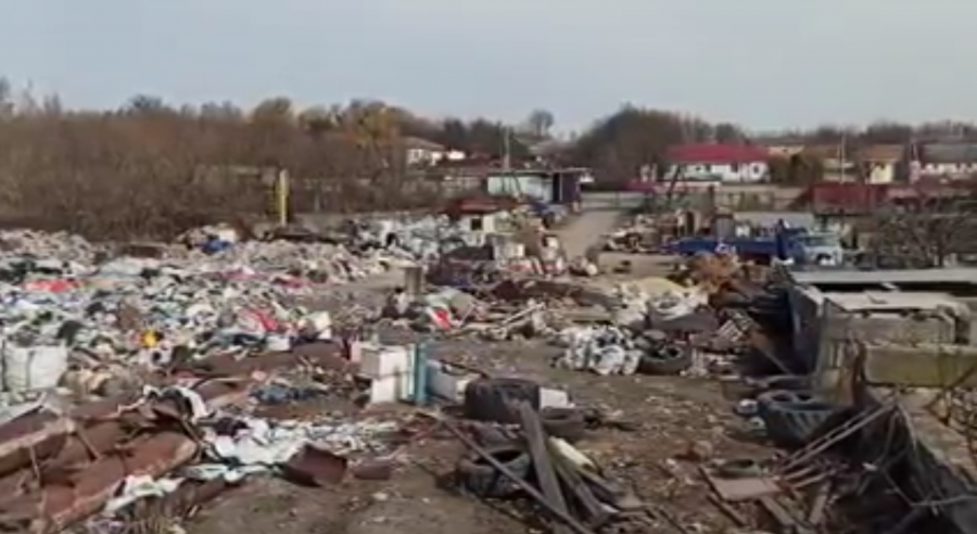 Под Киевом нашли свалку отходов: бегают свиньи и лежат трупы животных