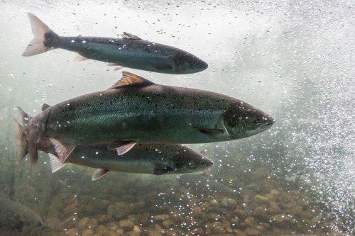 Poachers caught fish for UAH 250,000 in 3 months. Photo