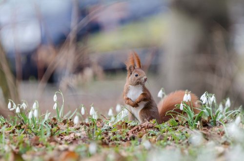 In Britain, most national parks do not bring significant benefits to nature, – BES